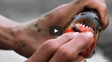 National Geographic: Самые опасные животные мира - Амазония