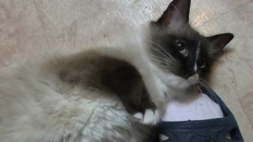 Выбери питомца. Безумная Фича. Плейлист.