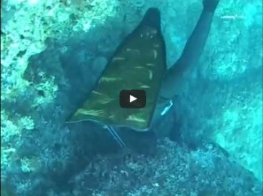 Азбука подводной охоты от Андрея Лагутина.