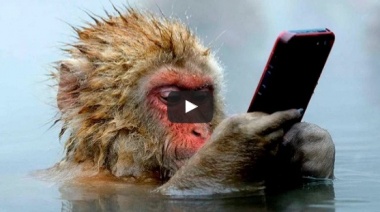 Обезьяны УМНЕЕ людей - невероятные способности обезьян.