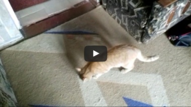 Кот и рыба(игра).ПРИКОЛЫ.Мир животных.