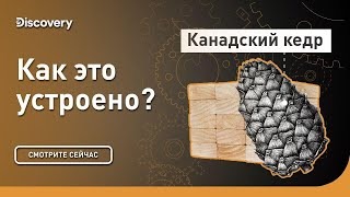 Канадский кедр. Как это устроено? Discovery.